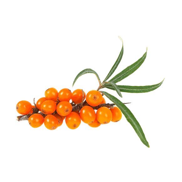 10 Sea Buckthorn Oil Skin Benefits